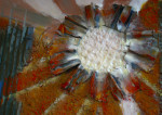 Abstract_zoektocht_detail ii
